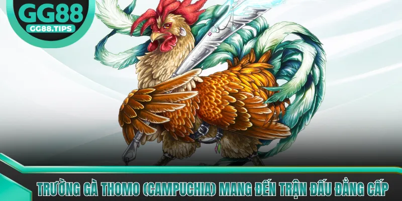 Trường Gà Thomo (Campuchia) Mang Đến Trận Đấu Đẳng Cấp